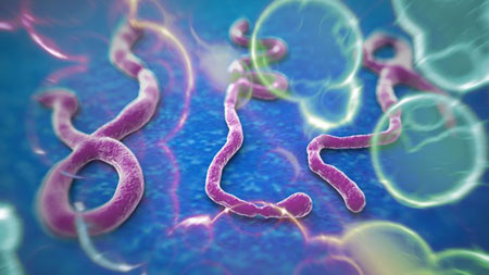 Virus Ebola. (Ảnh minh họa)